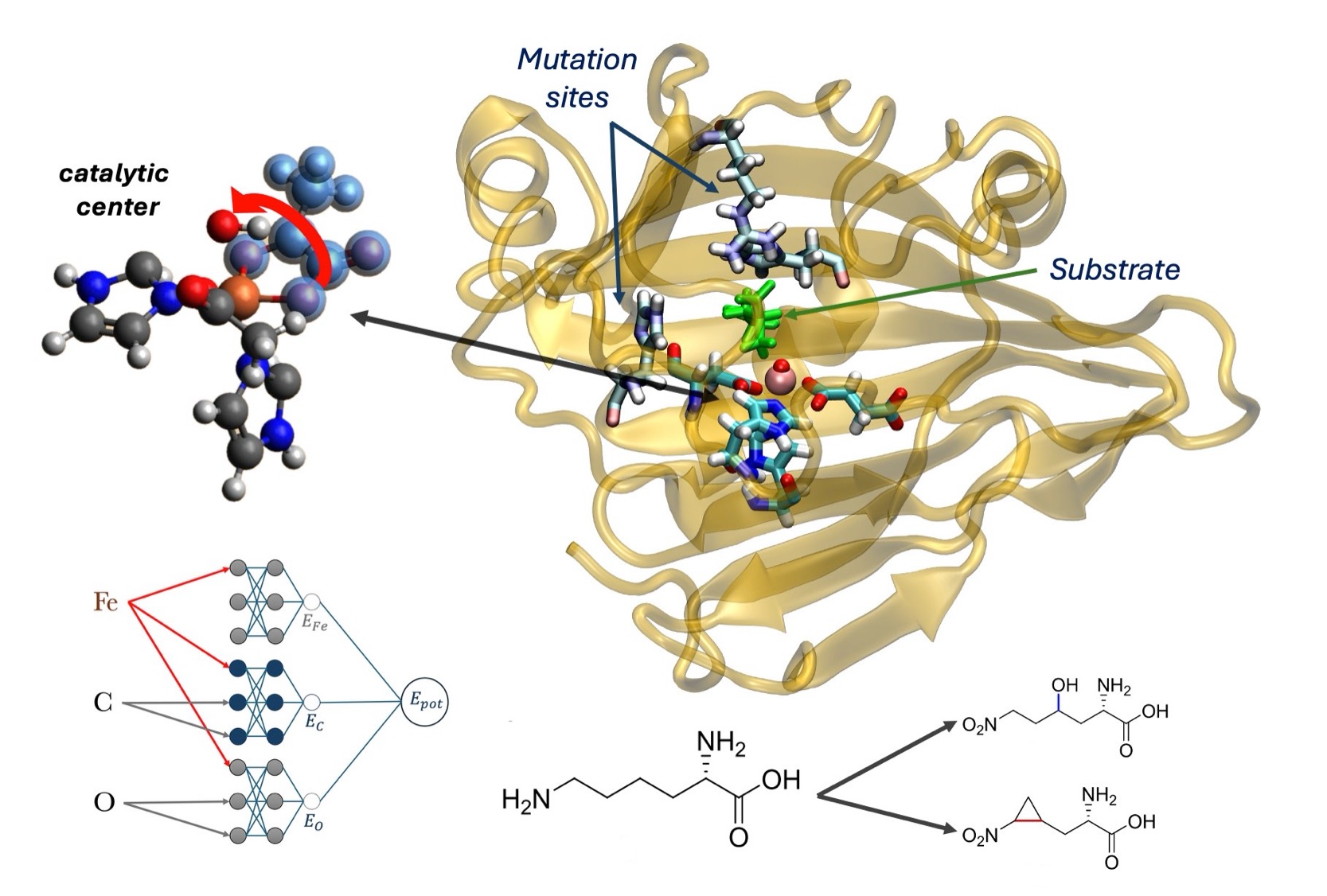 Catalytic mechanism of α-ketoglutarate (AKG)-dependent enzymes